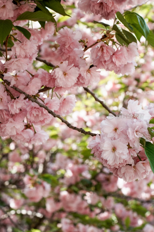 北京朝阳公园樱花