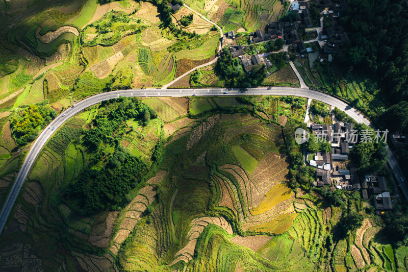 阳光乡村稻田 蜿蜒道路