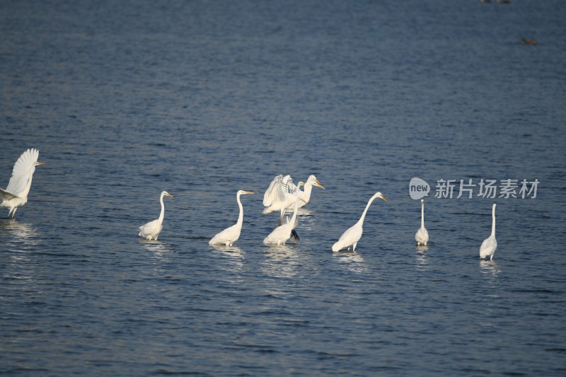 湿地中野生白鹭