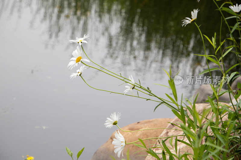 水边的纯洁白色菊花