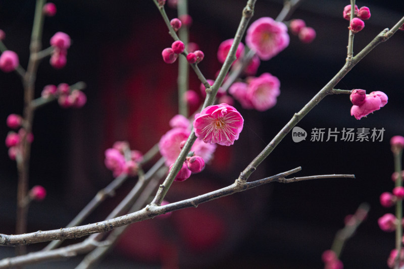 树枝上含苞待放的粉色梅花特写