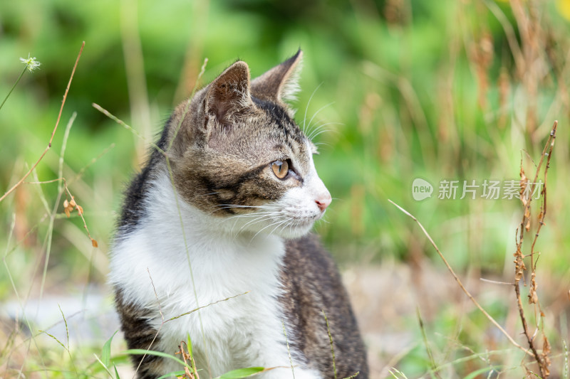 狸花猫、小猫咪