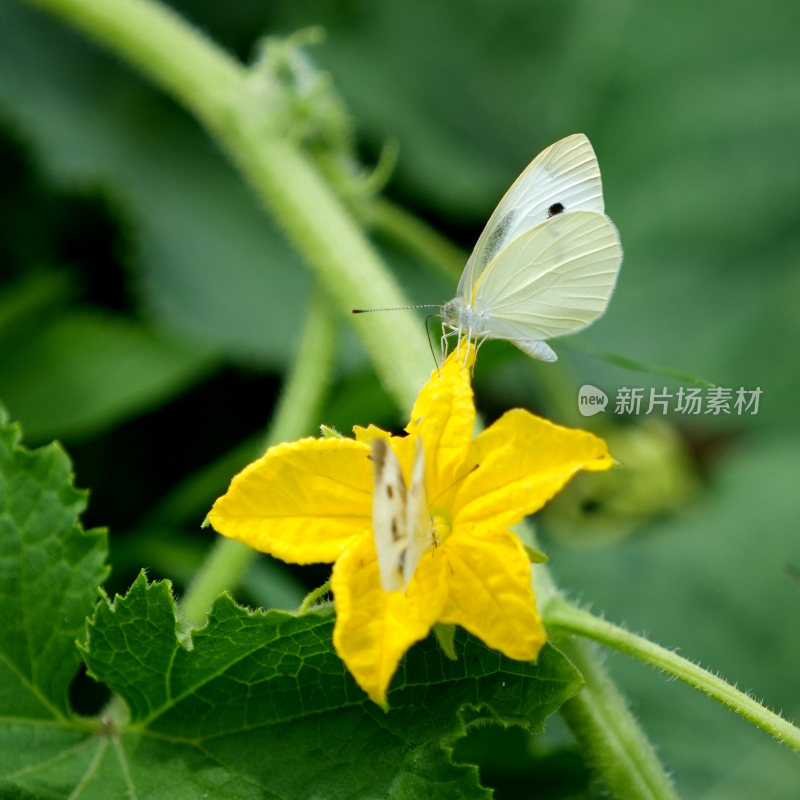 蝴蝶花蝴蝶传粉舞蹈