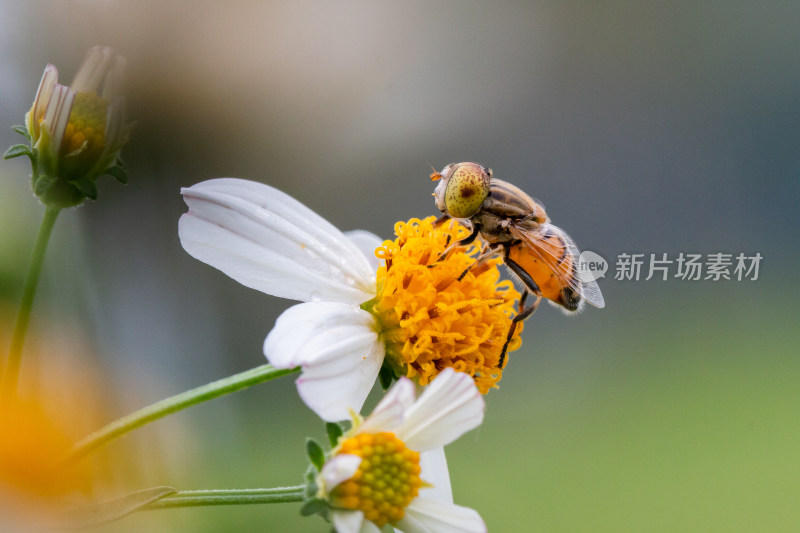 蜜蜂微距生态摄影