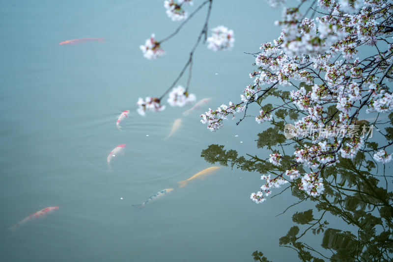 武汉东湖樱园樱花