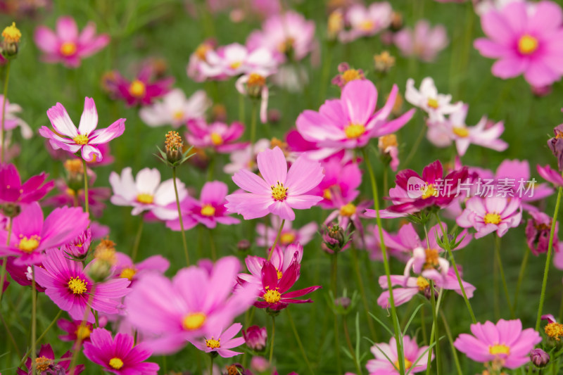 夕阳下的格桑花或波斯菊