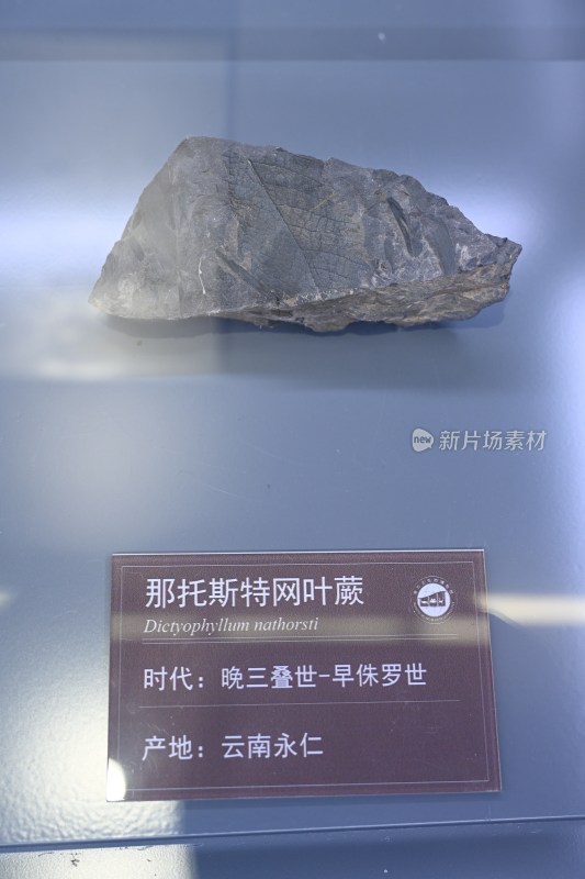 那托斯特网叶蕨化石标本展示