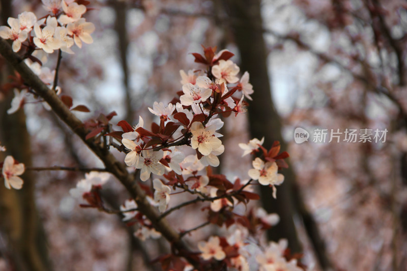 白色的李花 春天 红叶李