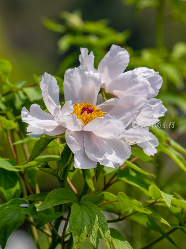 春天的白色牡丹花特写