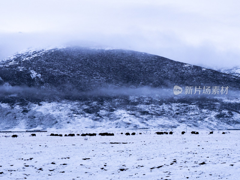 青海玉树雪后雪山牧场放牧