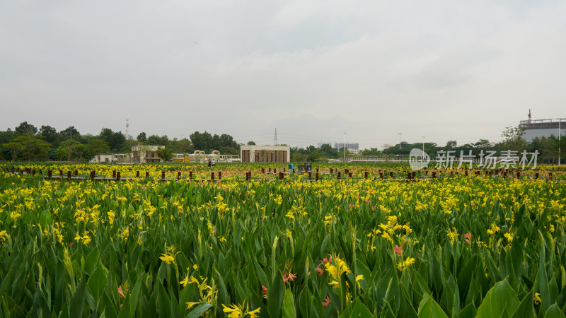 深圳光明区楼村湿地公园风景