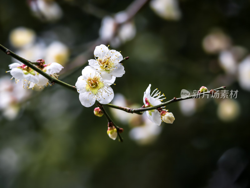 枝头绽放的白色梅花