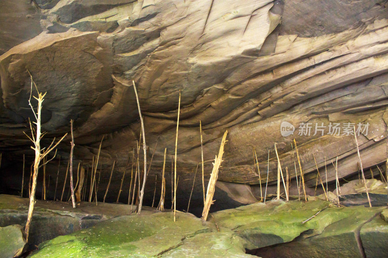 岩石洞穴树枝