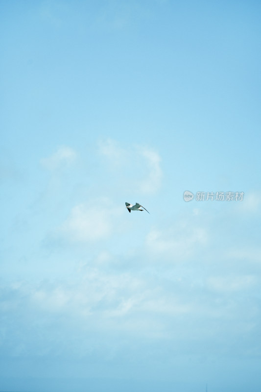 碧海晴空下海鸥自由翱翔