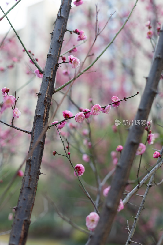 黄昏粉嫩梅花绽放于枝头的唯美画面