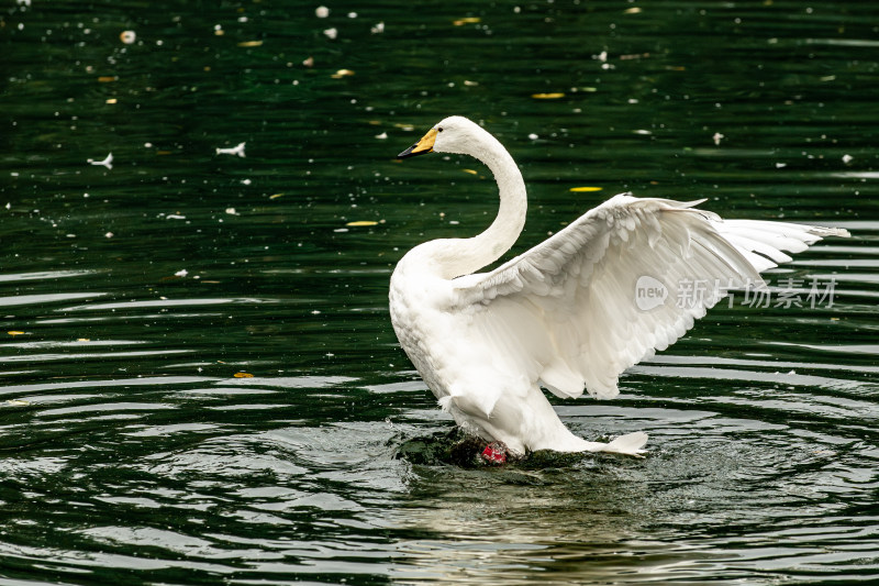 大天鹅（Cygnus cygnus）