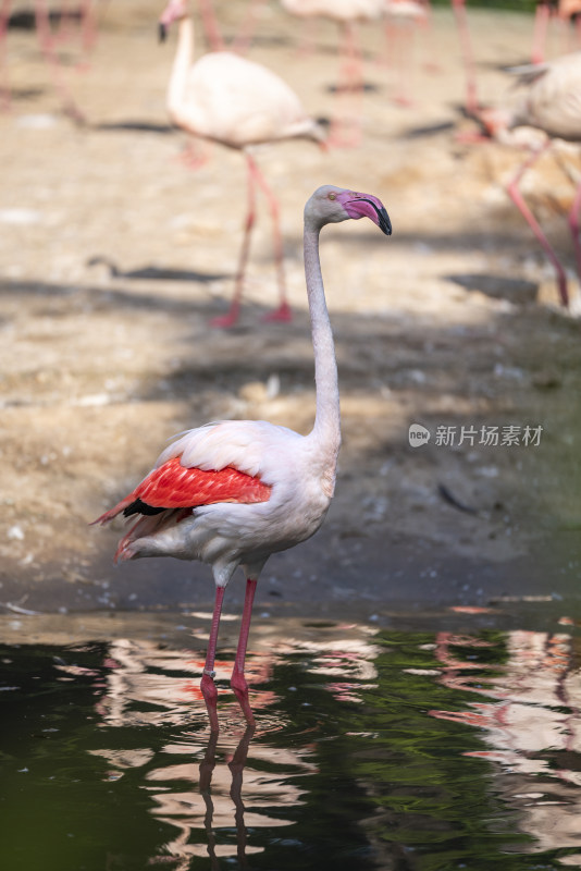 广州长隆野生动物园里的秘鲁红鹳火烈鸟