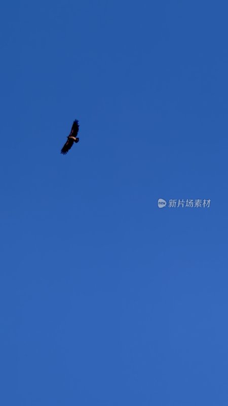 蓝天中飞翔的鸟