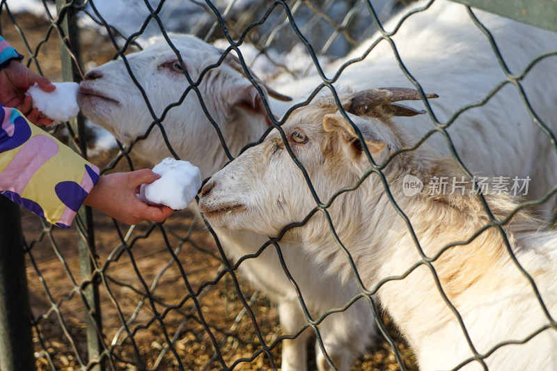 再给羊喂食