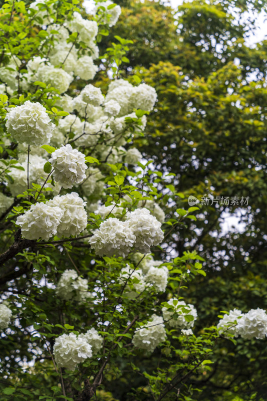 春天，苏州园林留园，白色绣球花瀑布