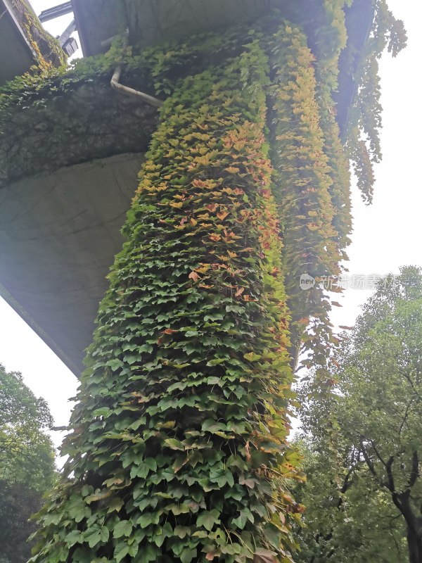 高速公路上爬满藤蔓植物的立交桥墩