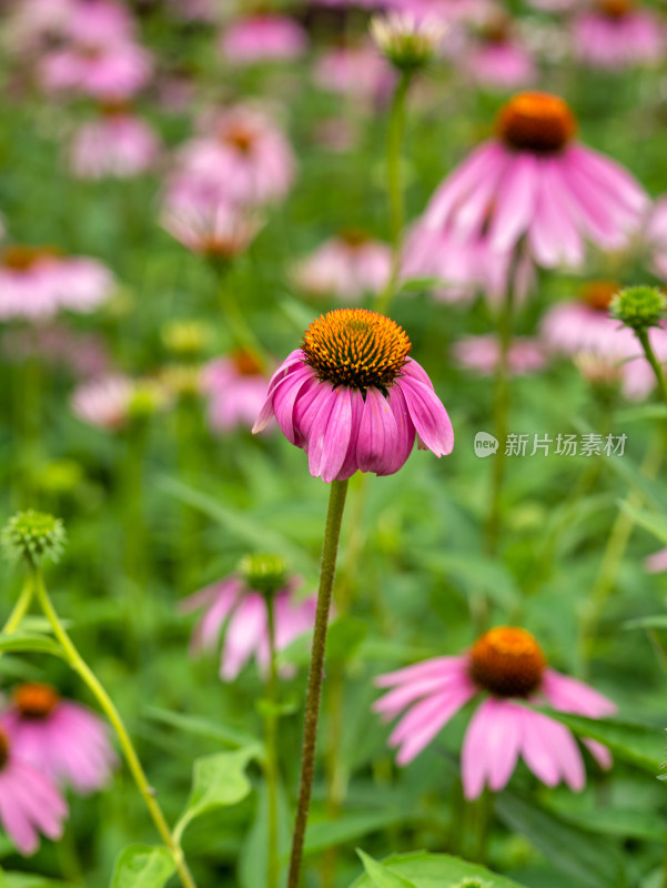 松果菊开花特写