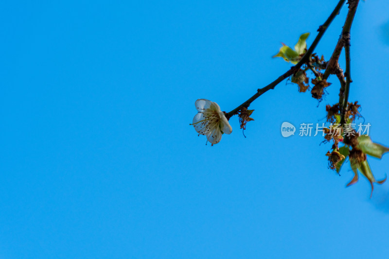 蓝天下的花枝，充满春日生机