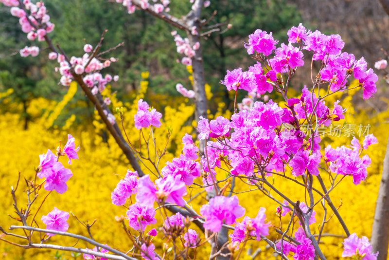 青岛大珠山杜鹃花风光