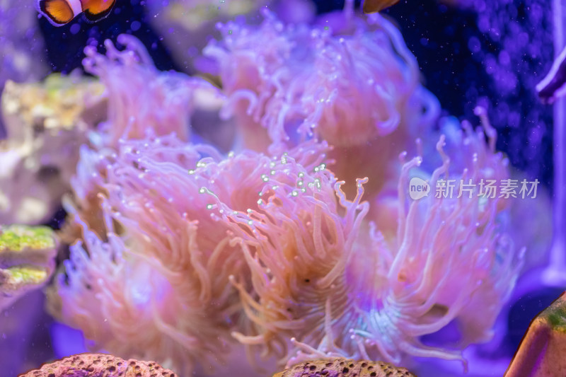 海缸水生物