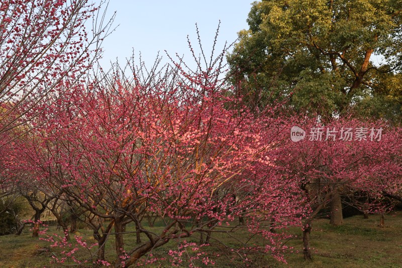 盛开的粉色梅花树