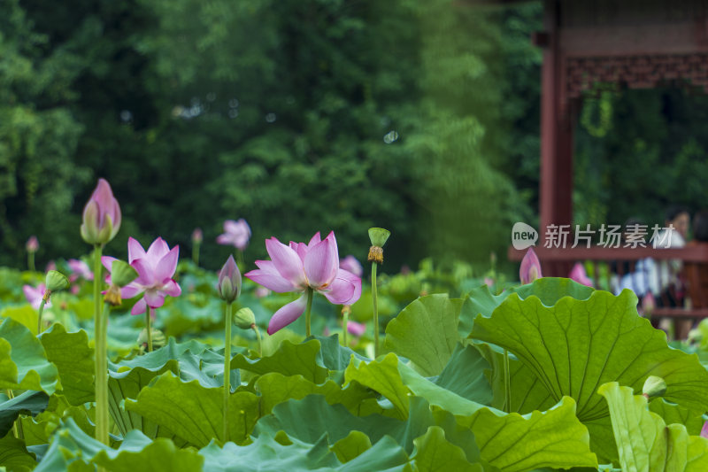 武汉东湖磨山景区盆景园