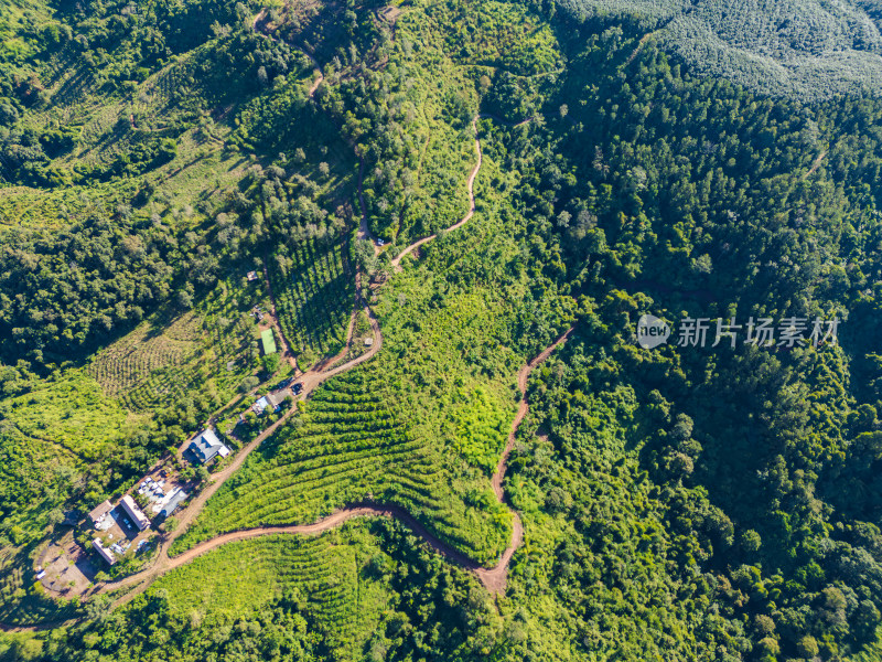 航拍视角下的丛林间越野车营地与植被景象