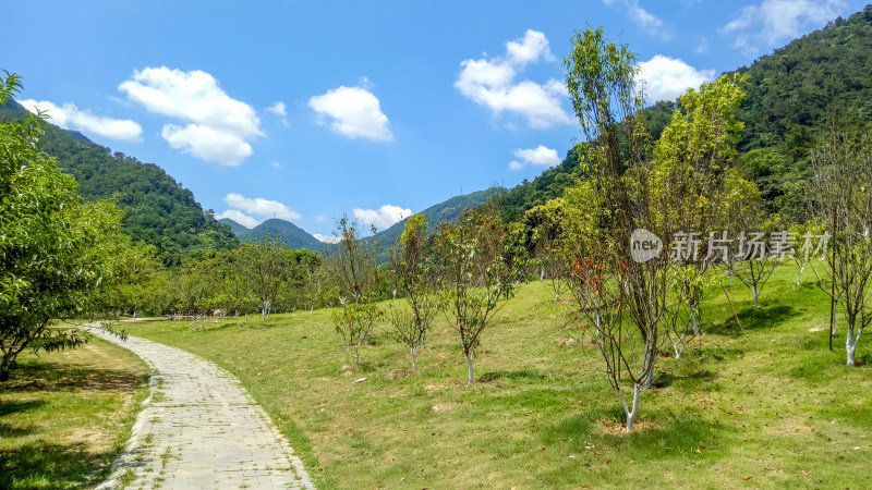 山间草地树木小径风景