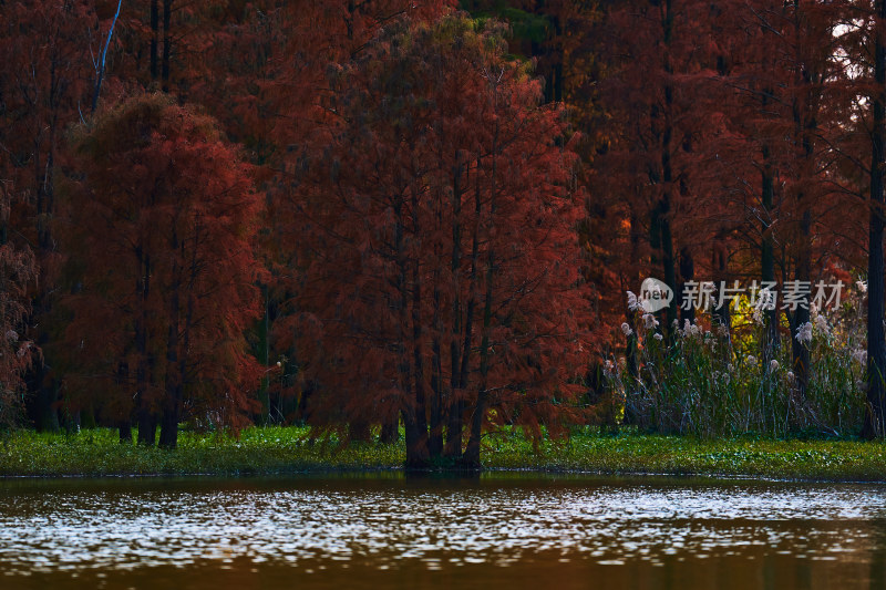 秋天的湿地公园