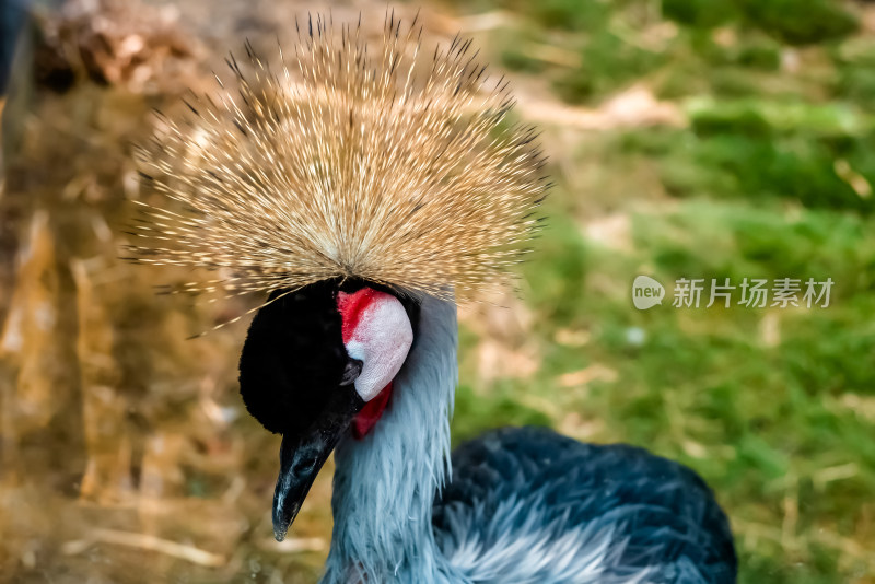 镜头中的灰冠鹤头部特写