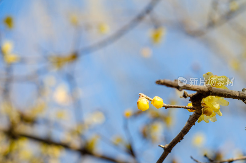 一枝含苞待放的腊梅花