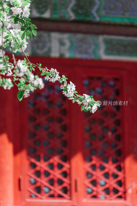 清晨春天北京故宫博物院内盛开绽放的海棠花