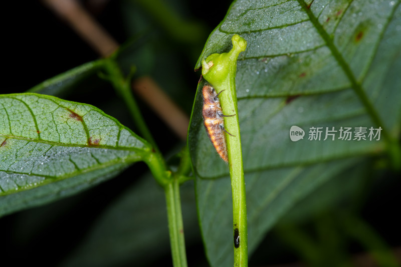 绿色植物上的昆虫微距特写