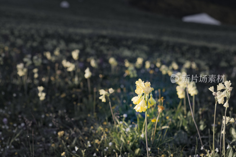 四川九顶山花海