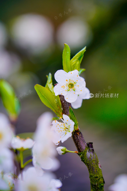 鲜花花朵花卉花树