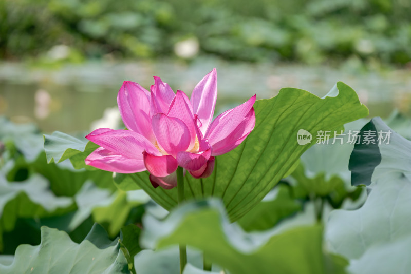 夏日池塘荷花