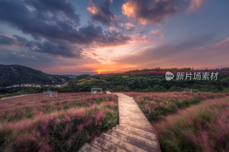 大连东沟粉黛花田