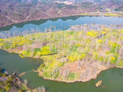 山川湖泊美丽乡村油菜花航拍图