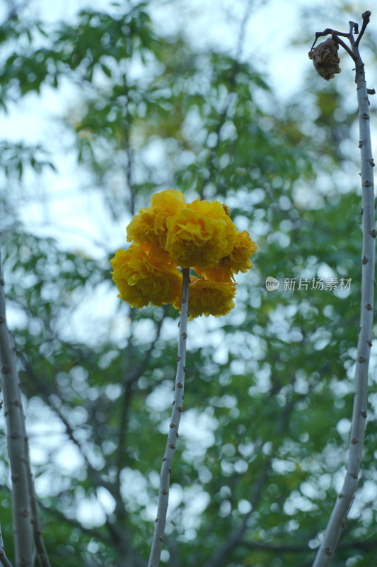 盛开的黄钟木花