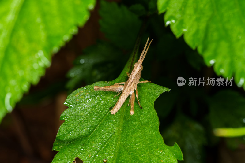 绿叶上的蝗虫微距特写