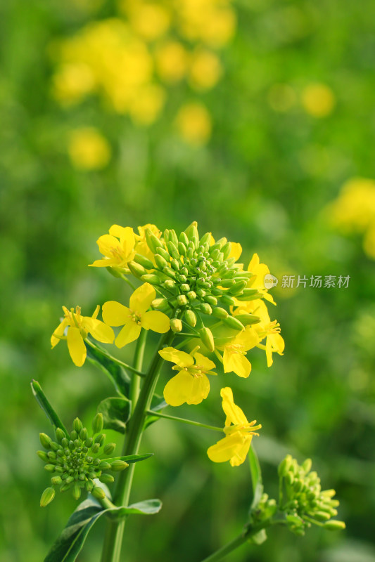 油菜花盛开