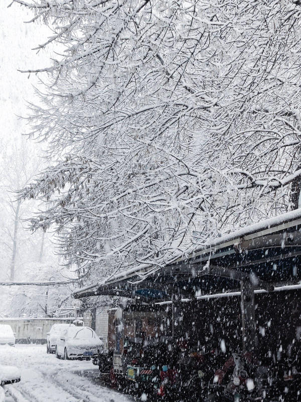 暴雪天银装素裹的树