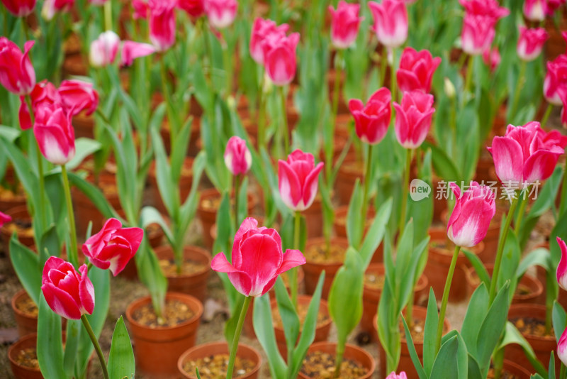 色彩鲜艳的粉色郁金香花海