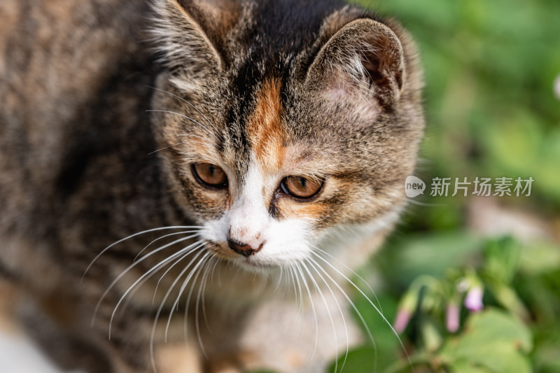 小猫咪、狸花猫、宠物猫