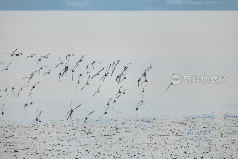 黑尾塍鹬在深圳湾公园飞翔